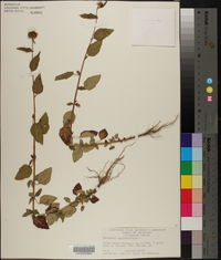 Melochia corchorifolia image
