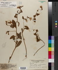 Lobelia × rogersii image