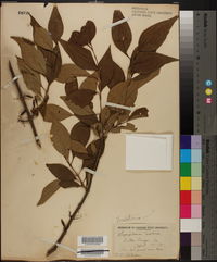 Forestiera acuminata image