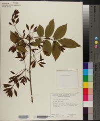 Fraxinus caroliniana image