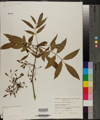 Fraxinus caroliniana image
