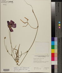 Callirhoe papaver image