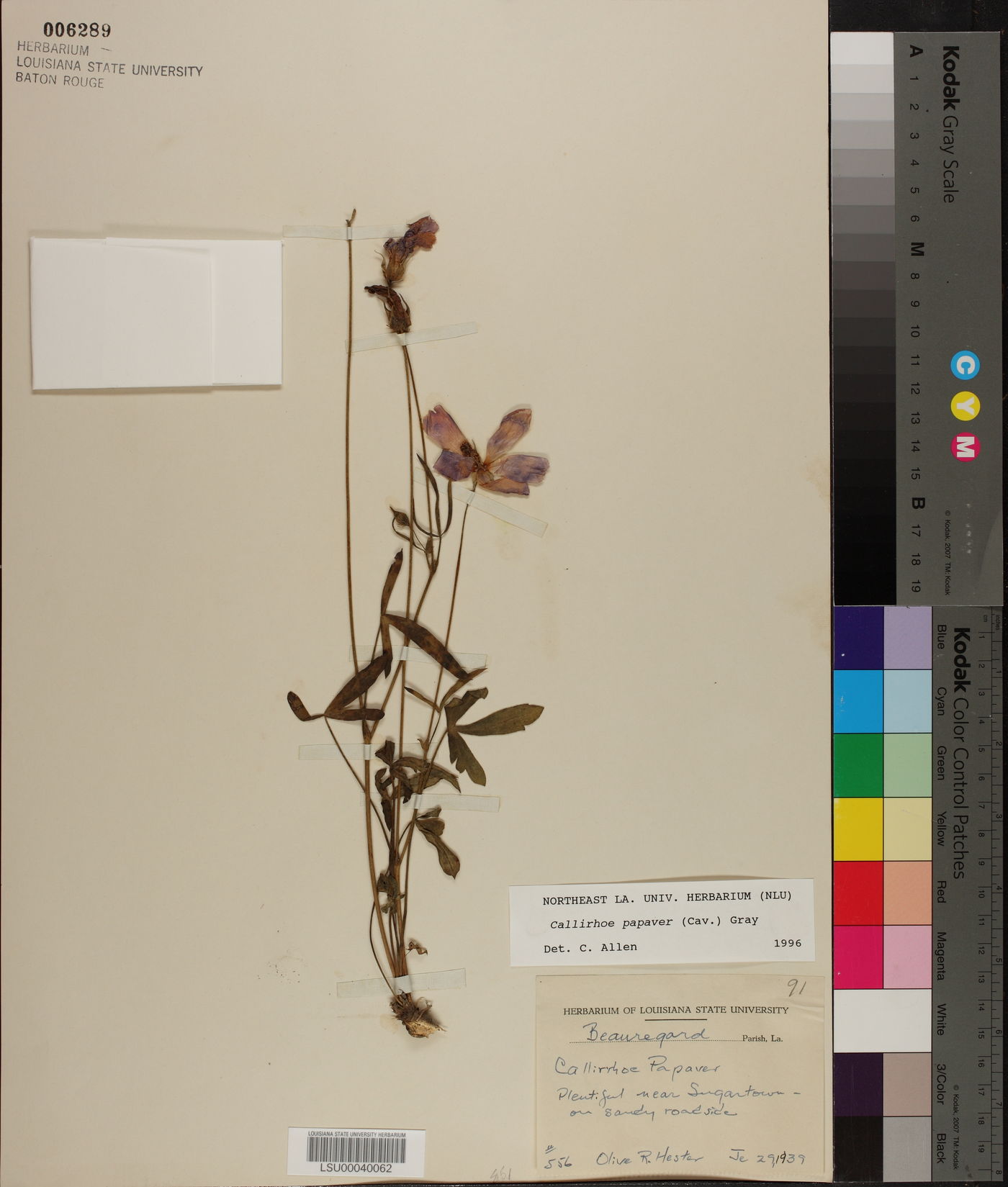 Callirhoe papaver image