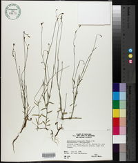 Wahlenbergia marginata image