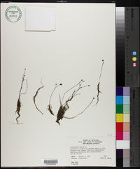 Utricularia gibba image