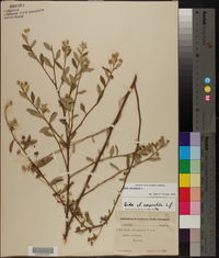 Sida rhombifolia image