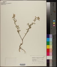 Sida rhombifolia image