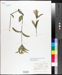 Ruellia caroliniensis image