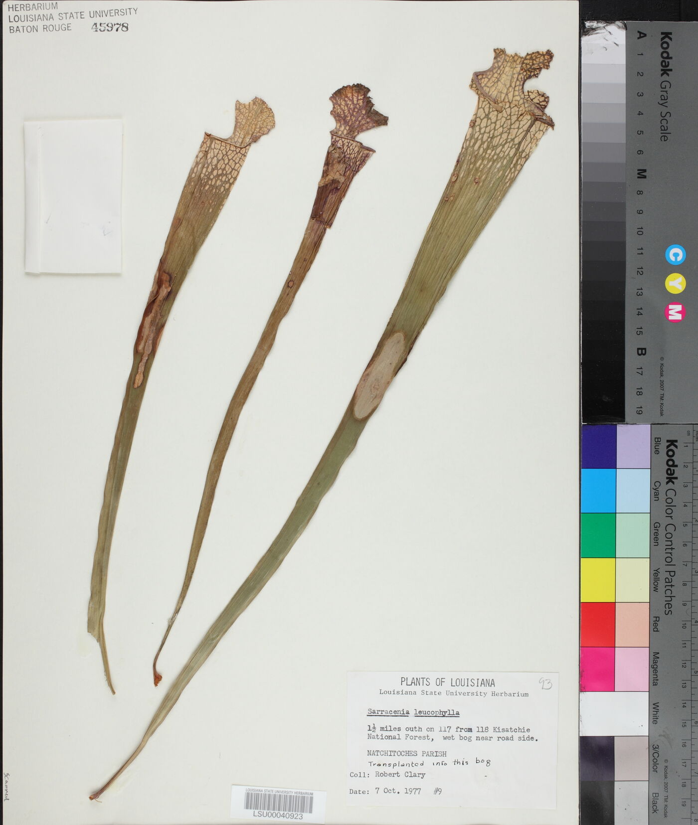 Sarracenia leucophylla image