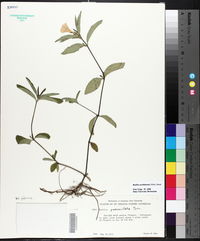 Ruellia caroliniensis image