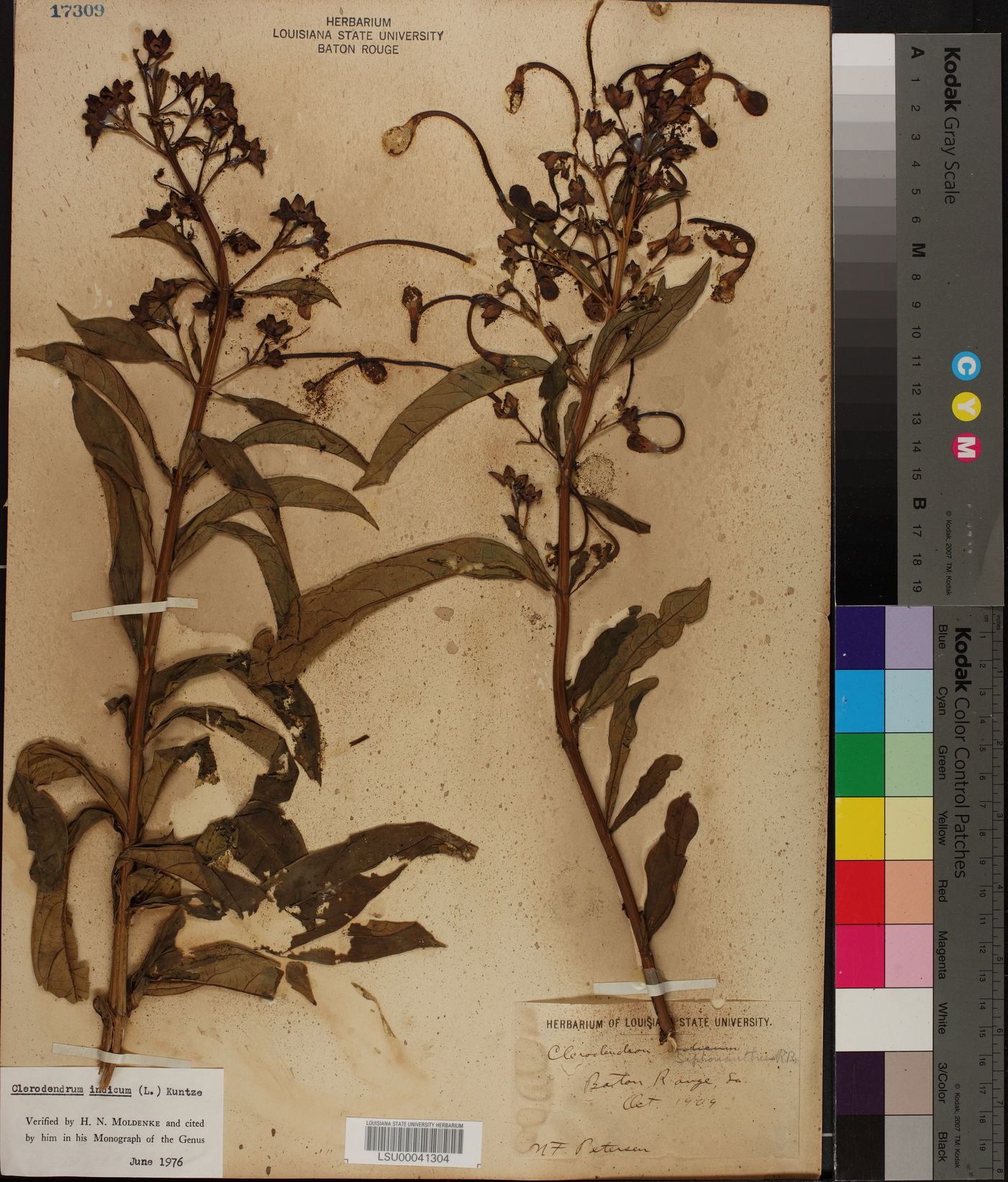 Clerodendrum indicum image