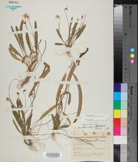 Viola lanceolata subsp. vittata image