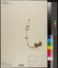 Phyla nodiflora image