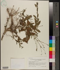Verbena brasiliensis image