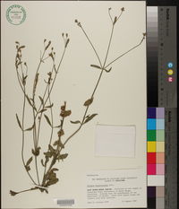 Verbena brasiliensis image