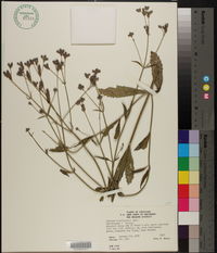 Verbena brasiliensis image