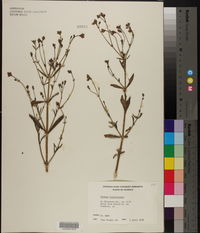 Verbena brasiliensis image