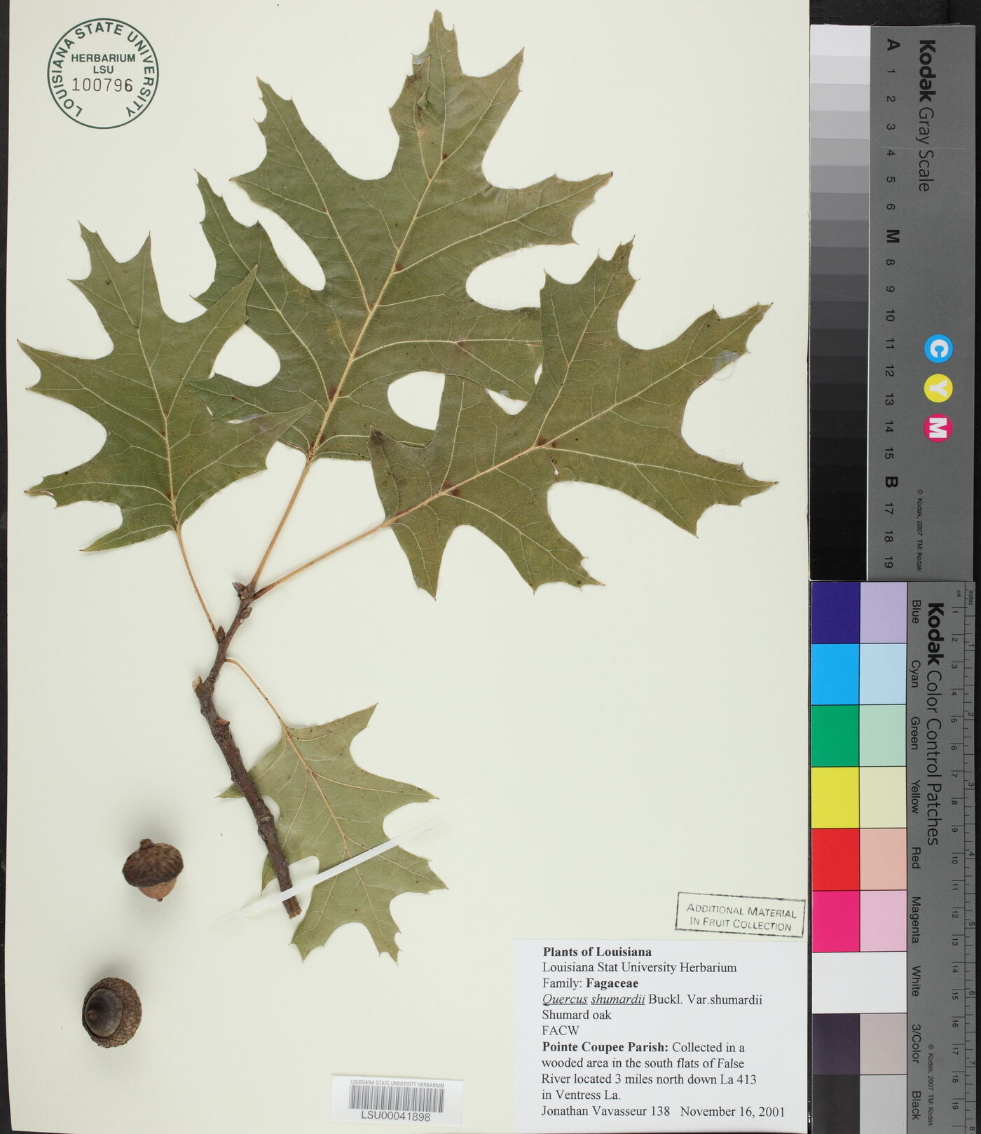 Quercus shumardii var. shumardii image