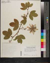 Passiflora X belotii image