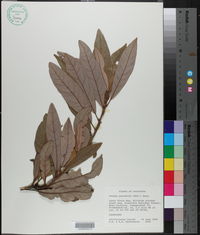 Persea palustris image