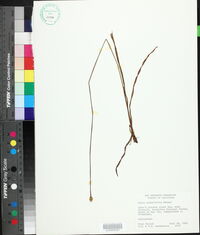 Xyris scabrifolia image