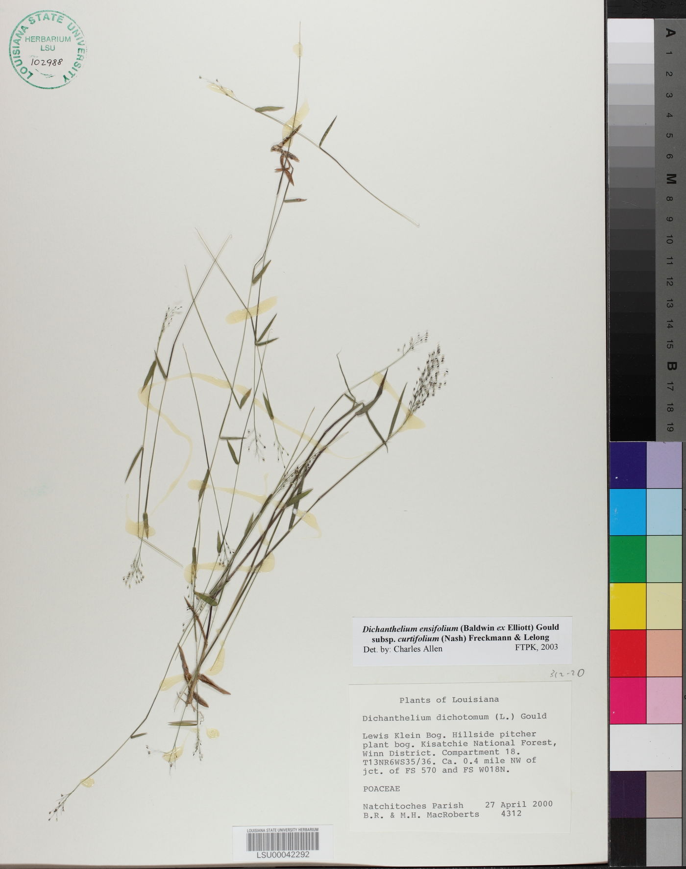 Dichanthelium ensifolium image
