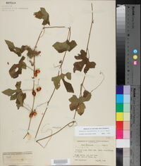 Cayaponia quinqueloba image