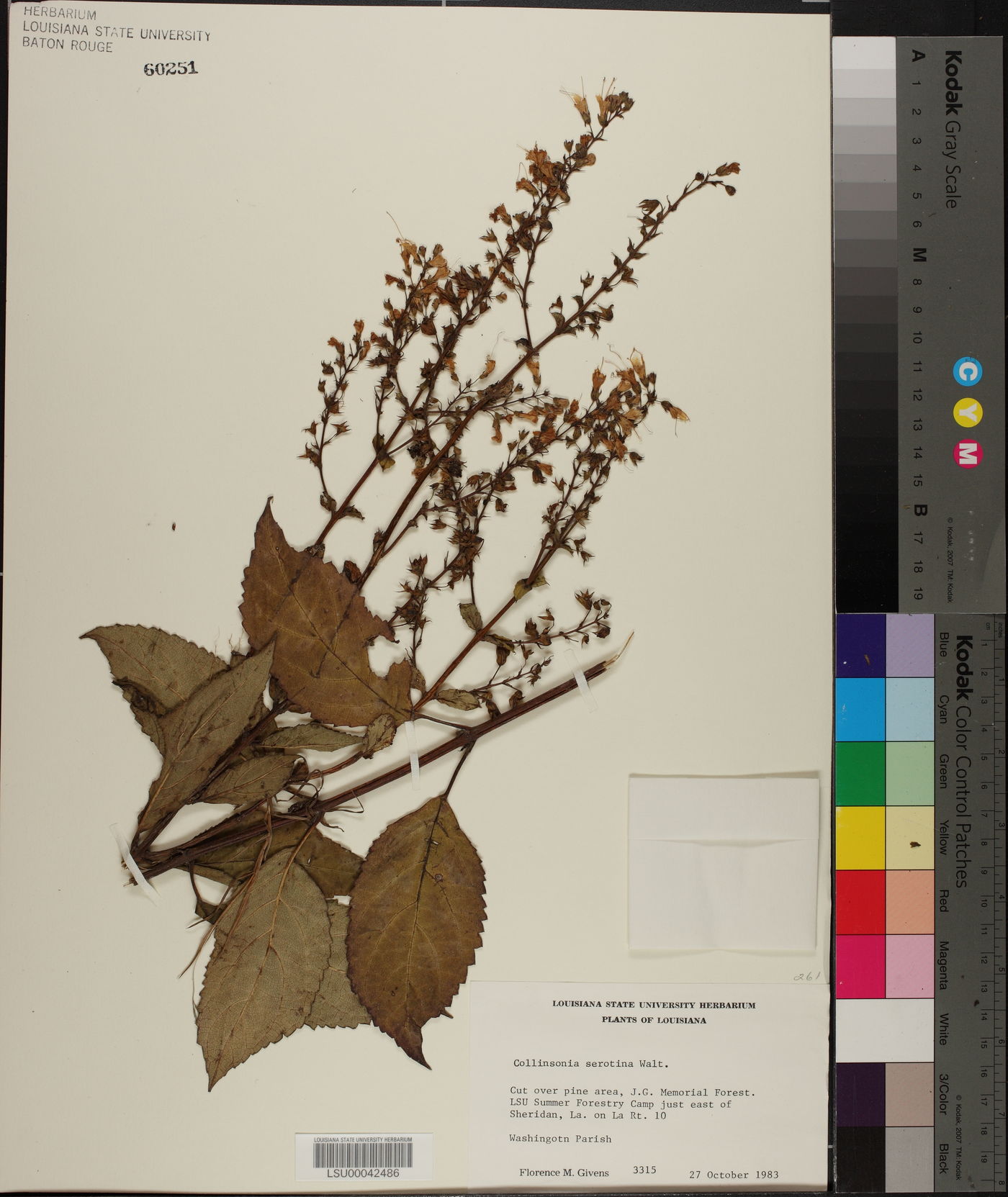 Collinsonia punctata image