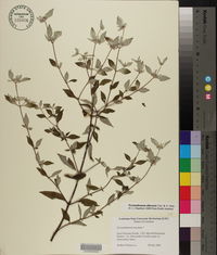 Pycnanthemum albescens image