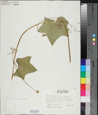 Sicyos angulatus image