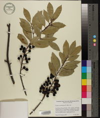 Prunus caroliniana image