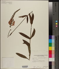 Physostegia longisepala image