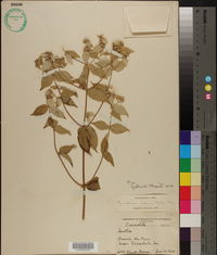 Pycnanthemum muticum image