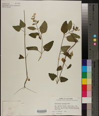 Scutellaria elliptica image