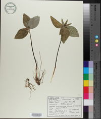 Trillium gracile image