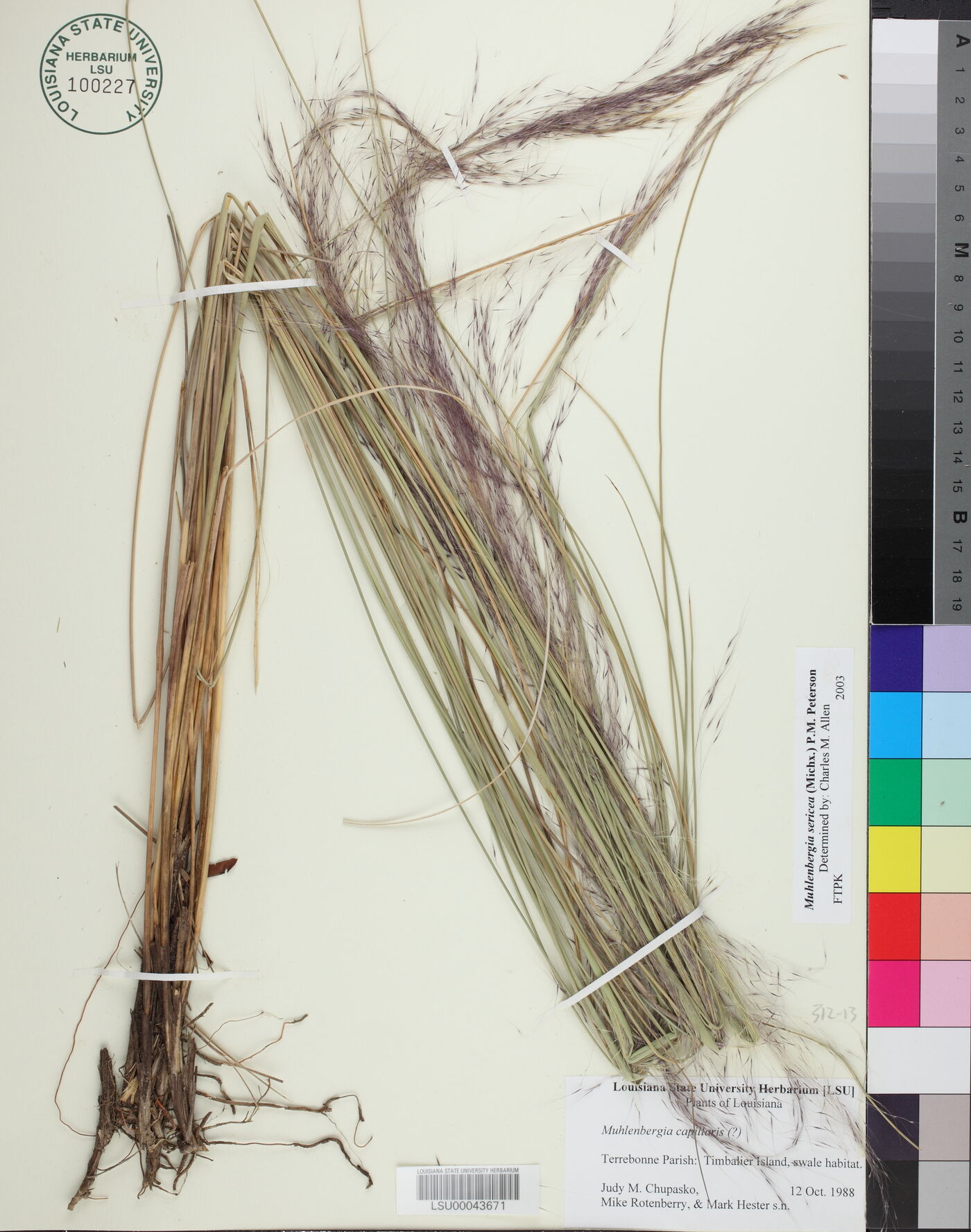 Muhlenbergia sericea image