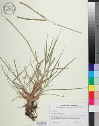 Paspalum notatum image