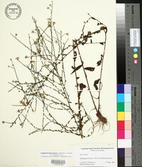 Symphyotrichum patens image