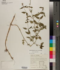 Stachys tenuifolia image