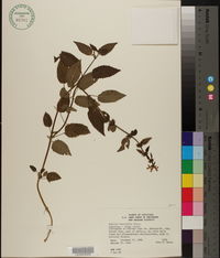 Stachys tenuifolia image