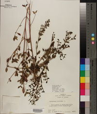 Trichostema dichotomum image
