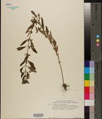 Trichostema dichotomum image