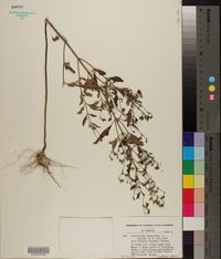 Trichostema dichotomum image