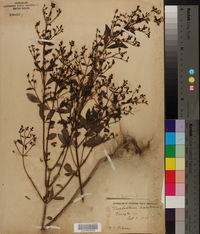Trichostema dichotomum image