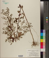 Trichostema dichotomum image