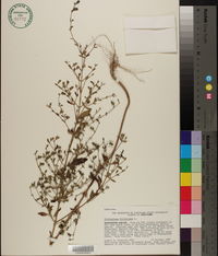 Trichostema dichotomum image