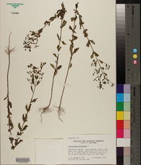 Trichostema dichotomum image