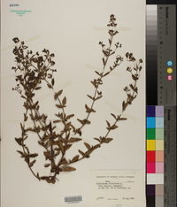 Trichostema dichotomum image