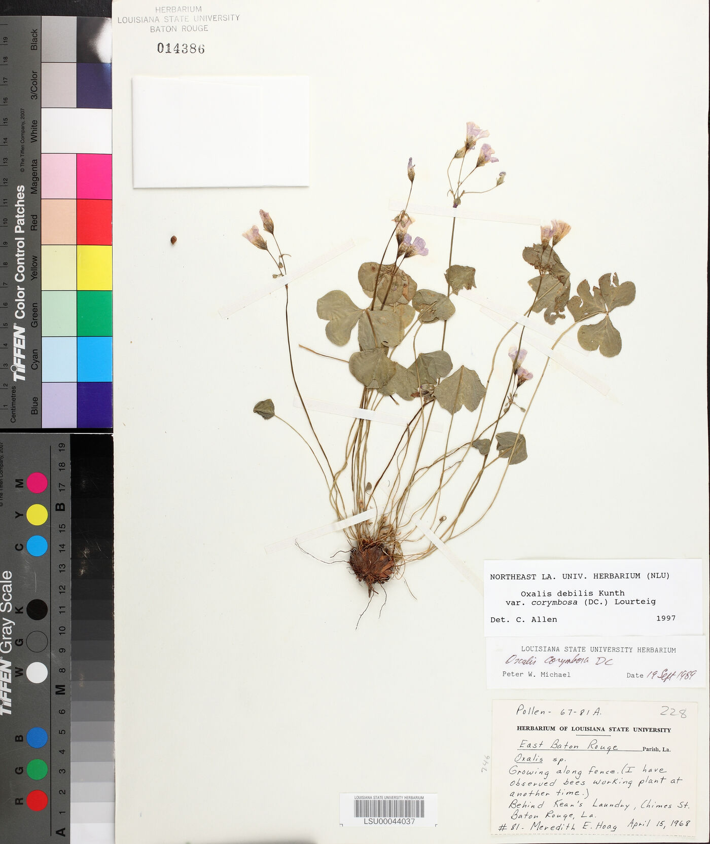Oxalis debilis var. corymbosa image