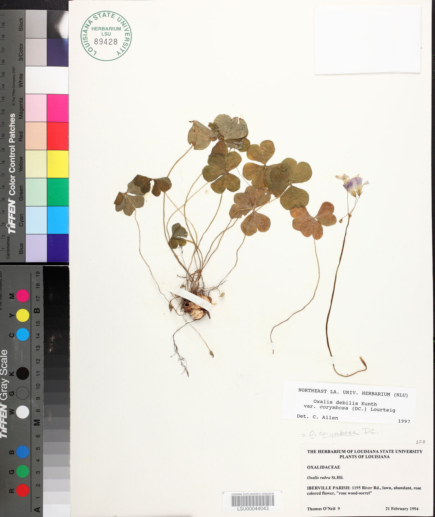 Oxalis debilis image